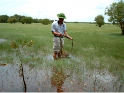 Southern Winter-Spring rice crop area down due to floods