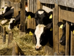 Can crude glycerin, soybean oil improve the nutritional quality of beef?