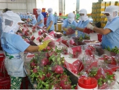 Binh Thuan set to grow 9,800 ha of VietGAP dragon fruits in 2018
