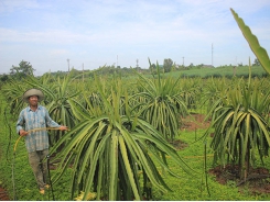 Trồng hoa cải tạo đất cằn