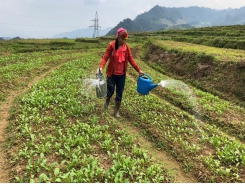 Mai Chau successfully builds safe veggie farming-distribution model