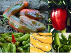 Changeable chillies
