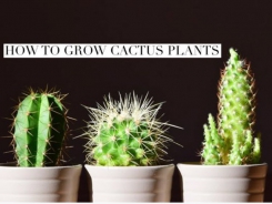 How to Grow Cactus Plants