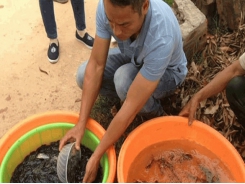 Tilapia farming under chain linkages