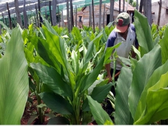 Turmeric cultivation under value chain and organic fertilizer production from tumeric side