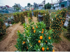 Ornamental plant growers rush towards Lunar New Year