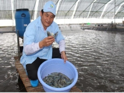 Shrimp exports to major markets drop