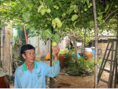 Trái chanh dây ngọt và niềm hy vọng của nông dân Nguyễn Hữu Công
