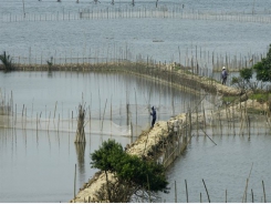 Việt Nam needs a master plan for development of shrimp farming on sandy land
