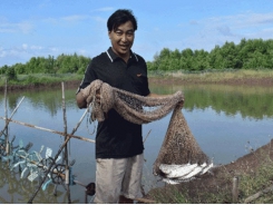 Cà Mau raises milkfish in shrimp pond sold at 90 thousand dong/kg after four months