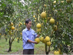 Bac Son commune has brought Dien pomelo trees to become main crops