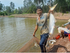 Nuôi loài cá đặc sản miệng rộng, mỗi năm lãi 1 tỷ đồng