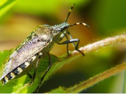 10 Organic Pest Control Methods