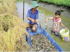All-male giant freshwater shrimp profit rise five-fold against rice