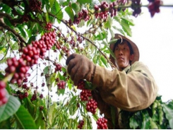Coffee Day to open in Đắk Nông