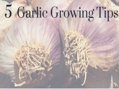 5 Garlic Growing Tips You Don’t Want to Miss