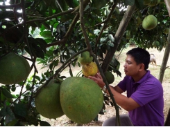 Good management in planning and producing, improving the quality of grapefruit products