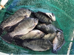 Effects of combining two exogenous carbohydrases on growth of Nile tilapia