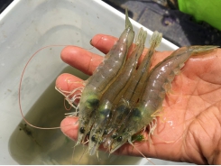 Global shrimp production review and forecast: Steady growth ahead