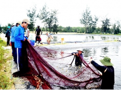 Nuôi tôm trên cát trúng lớn