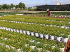 Ornamental flower farmers gain different crops this Tết