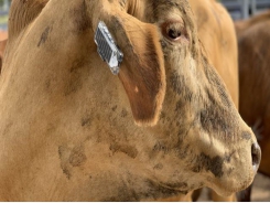 Fitness tracker for cows to help farmers
