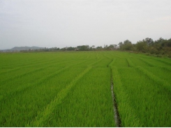 Sản xuất lúa gạo theo VietGAP