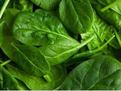 What is spinach?