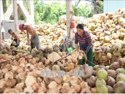 Delta provinces help farmers improve coconut value