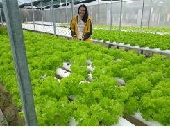 9X trồng rau thủy canh sạch mỗi ngày thu 2 triệu đồng