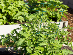 Organic Gardening Tips For Raised Beds