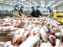 Fishery enterprises expand the domestic market