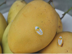 Experts: Vietnam can boost mango exports to Japan