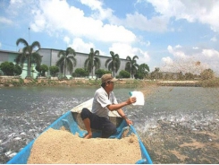 China remains potential market for Vietnam’s tra fish exports: VASEP