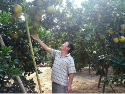 Tan Lac district enters grapefruit harvest season