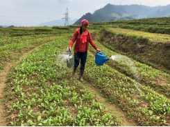 Hoa Binh expands VietGAP vegetable production and consumption model