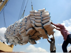 Rice export shows positive signals