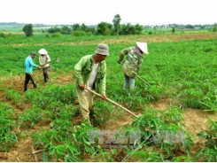 Kỹ thuật bón phân cho cây khoai mì