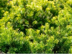 How to Grow Japanese Yew Shrubs