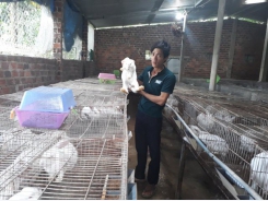 Hiệu quả bất ngờ từ mô hình chăn nuôi 'tổng hợp' ở xứ Quảng