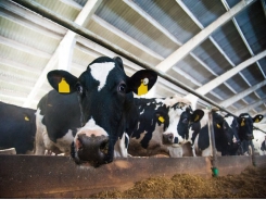 Alternative antimicrobial chitosan may boost dairy cow feed efficiency