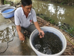 Ngỡ ngàng với trang trại nuôi ba ba giống và thương phẩm lớn nhất miền Tây