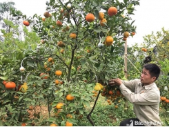 Nông dân 9X làm giàu từ mô hình trồng cam đường canh bán Tết