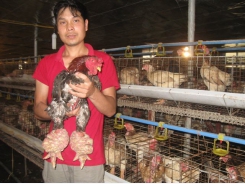 Kinh nghiệm nuôi gà Đông Tảo sinh sản trong nhà lạnh