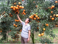 VietGAP farming standards help improve orange cultivation in Ha Giang