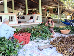 Phát triển kinh tế từ nhãn Ido