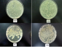 Sử dụng tảo xoắn (Spirulina platensis Geitl.) thay thế pepton trong một số môi trường nuôi