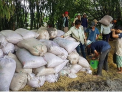 Vietnam wins deal to supply 123,000 tons of rice to Philippines