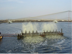 BIOFLOC - Công nghệ mới trong nuôi trồng thủy sản