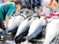 Vietnamese tuna exports shows some effective changes